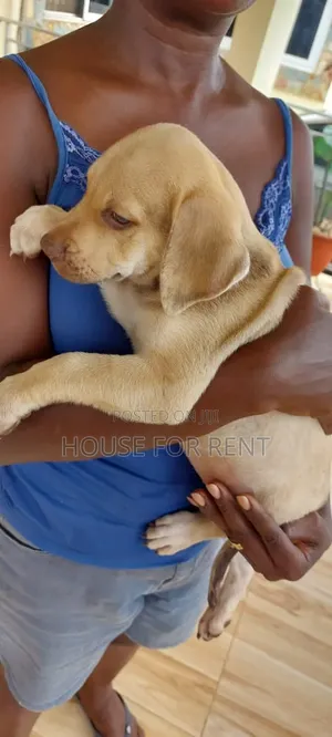 Female Purebred Labrador Retriever Puppy (1-3 Months)