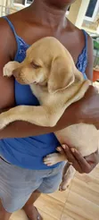Female Purebred Labrador Retriever Puppy (1-3 Months) - 1