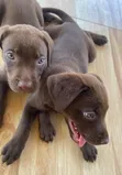 Female Purebred Labrador Retriever Puppy (1-3 Months) - 2