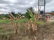 Roadside Land for Sale - Awutu Senya East - 2