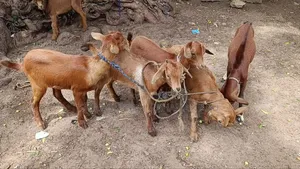 Goats Available for Sale