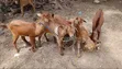 Goats Available for Sale - 1