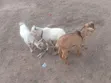 Goats Available for Sale - 2