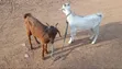 Goats Available for Sale - 3