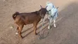 Goats Available for Sale - 4
