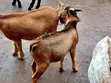 Goats Available for Sale - 5