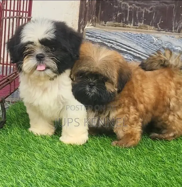 Purebred Female Shih Tzu Puppy - 1