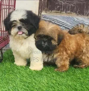 Purebred Female Shih Tzu Puppy