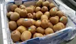 Fresh Kiwis - 10kg Cartons - 2