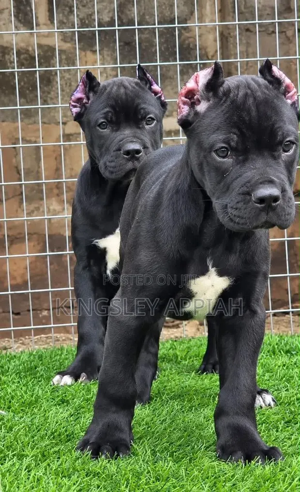 1-3 Month Male Purebred Cane Corso Puppy - 1