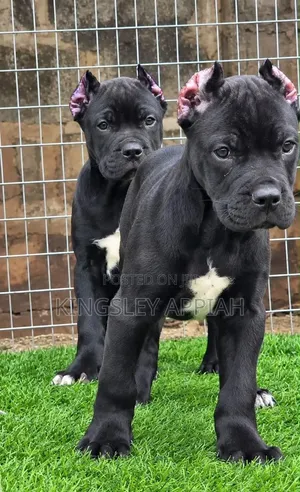 1-3 Month Male Purebred Cane Corso Puppy