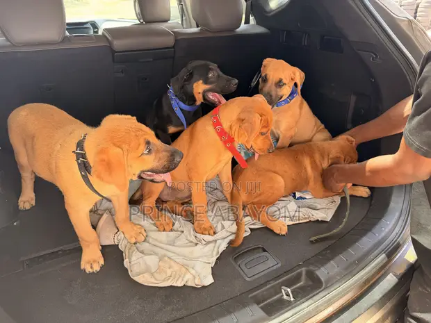 Male Rottweiler Boerboel Mix Puppy - 1-3 Months - 1