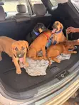 Male Rottweiler Boerboel Mix Puppy - 1-3 Months - 2