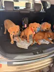 Male Rottweiler Boerboel Mix Puppy - 1-3 Months - 3