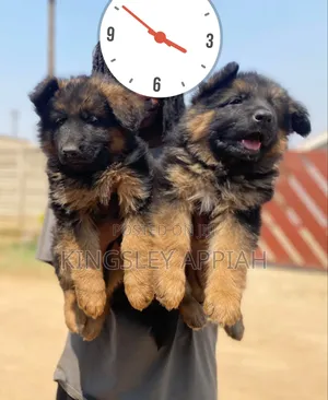 1-3 Month Male Purebred German Shepherd Puppy