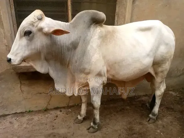White Cow for Sale - 1
