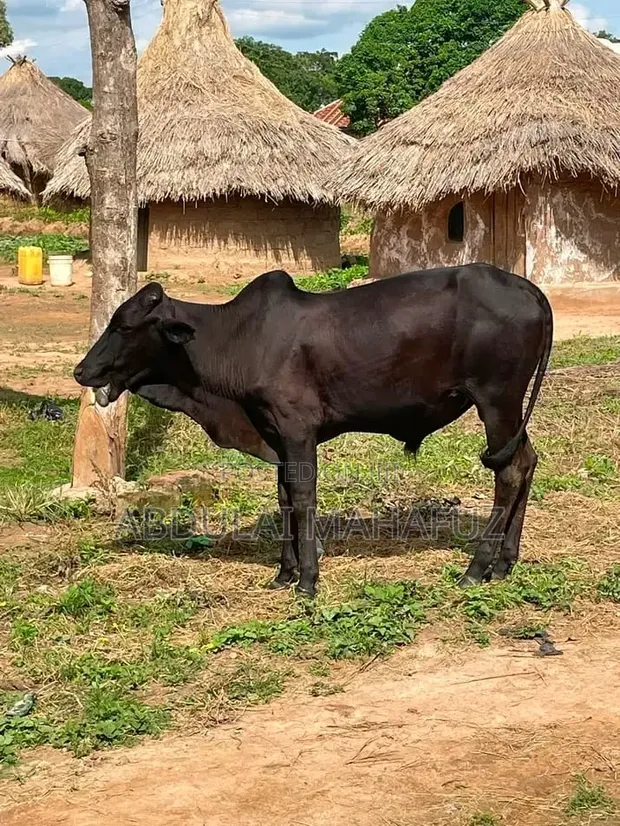 Black Cow for Sale - 1
