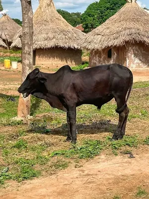 Black Cow for Sale