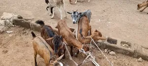 Active Goats for Sale