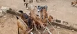 Active Goats for Sale - 1