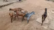 Active Goats for Sale - 2