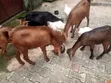 Active Goats for Sale - 3