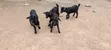 Active Goats for Sale - 4
