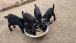 Active Goats for Sale - 5