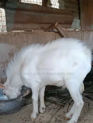 Male Goat for Sale