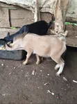 Male Goat for Sale - 2