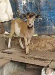 Male Goat for Sale - 3