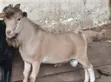 Male Goat for Sale - 4