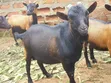 Male Goat for Sale - 5