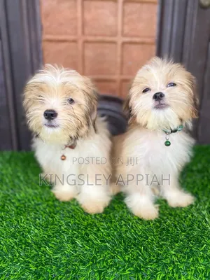 Female Purebred Poodle Puppy (1-3 Months)