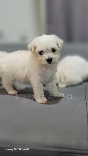 Female Purebred Poodle Puppy (1-3 Months)