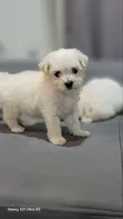 Female Purebred Poodle Puppy (1-3 Months) - 1