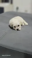 Female Purebred Poodle Puppy (1-3 Months) - 2