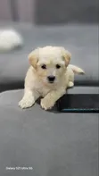 Female Purebred Poodle Puppy (1-3 Months) - 3