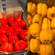 Capsicum Red Yellow - 2