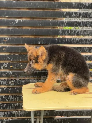 Purebred German Shepherd Puppies - 1-3 Months Old