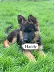 Purebred German Shepherd Puppies - 1-3 Months Old - 2