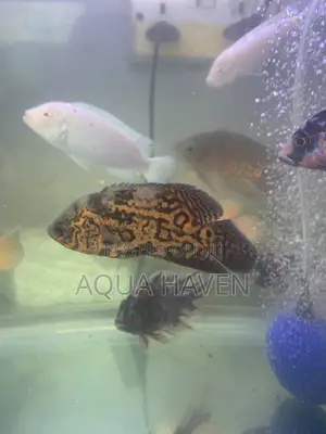 Black Tiger Oscar Fish