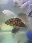 Black Tiger Oscar Fish - 1