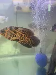 Black Tiger Oscar Fish - 2