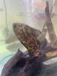 Black Tiger Oscar Fish - 3