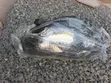 Toyota Vitz 2013-2016 Right Headlight - 3