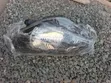 Toyota Vitz 2013-2016 Right Headlight - 4