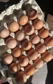 Theresah's Fresh Farm Eggs - 2