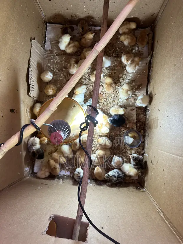 Hybrid Day Old Turkeys, Sasso, Kroiler, Plymouth Chicks - 1