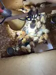 Hybrid Day Old Turkeys, Sasso, Kroiler, Plymouth Chicks - 2